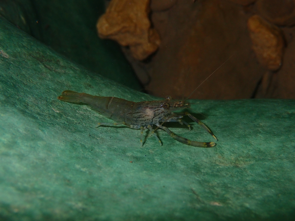 Macrobrachium japonicum