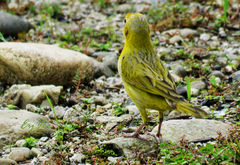 Sicalis flaveola