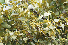 Notothixos subaureus