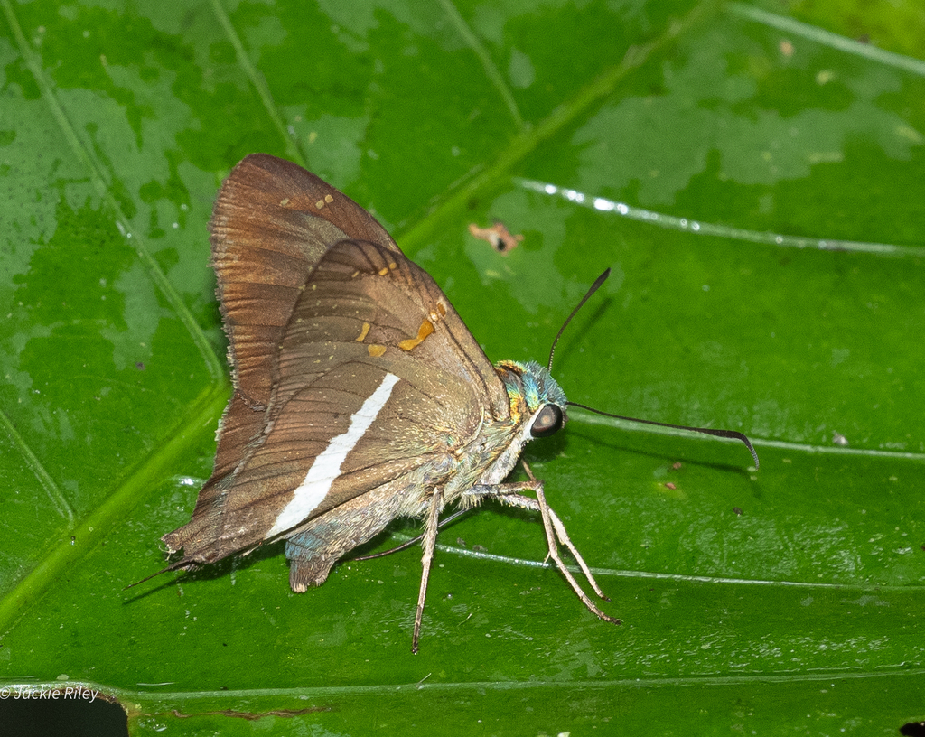 Stoll's Aguna