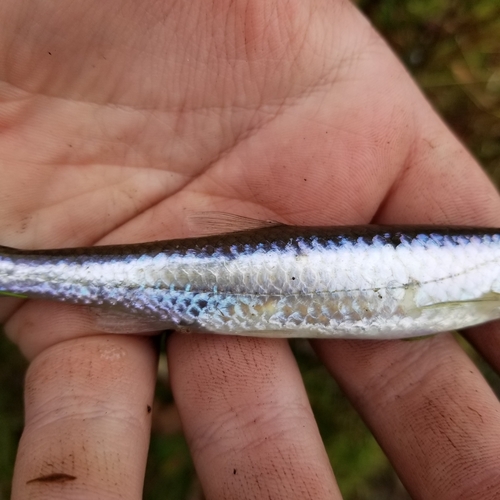 Silver shiner (Notropis photogenis) — Cyprinidae — 3