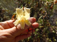 Diplacus × australis