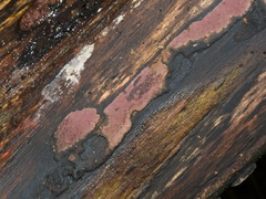 Hypoxylon rubiginosum