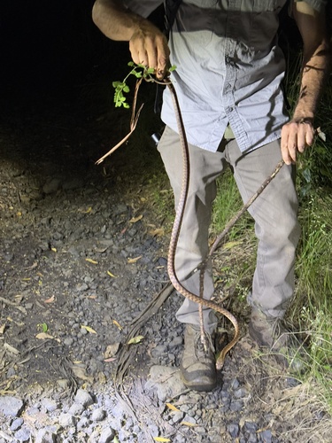 Brown Tree Snake sighting
