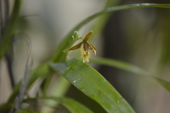 Prosthechea livida