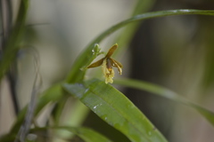 Prosthechea livida