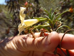 Diplacus × australis