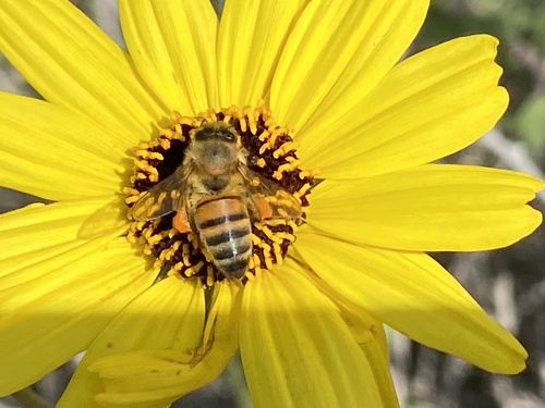 iNaturalist observation photo of Western Honey Bee