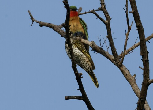 Red-shouldered Cuckooshrike (Campephaga phoenicea), photo 10