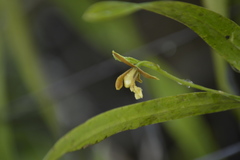 Prosthechea livida