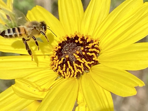 iNaturalist observation photo of Western Honey Bee