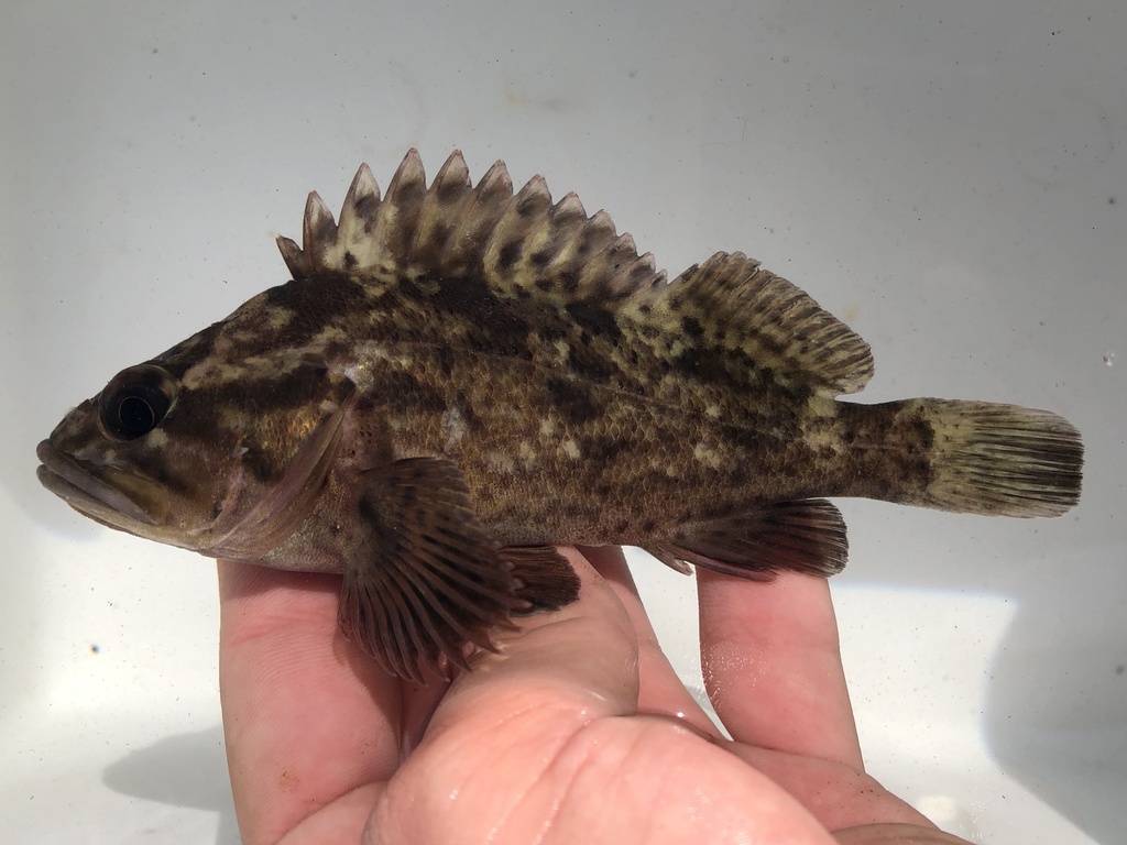 Grass Rockfish