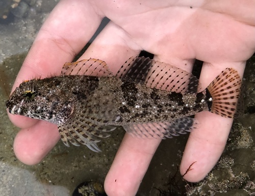 Woolly Sculpin