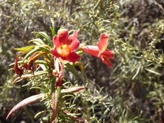 Diplacus × australis