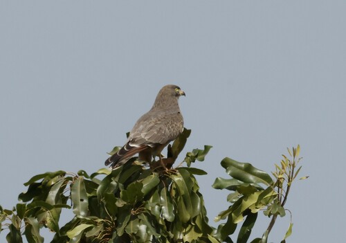 Grasshopper Buzzard (Butastur rufipennis), photo 5