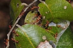 Oecophylla longinoda