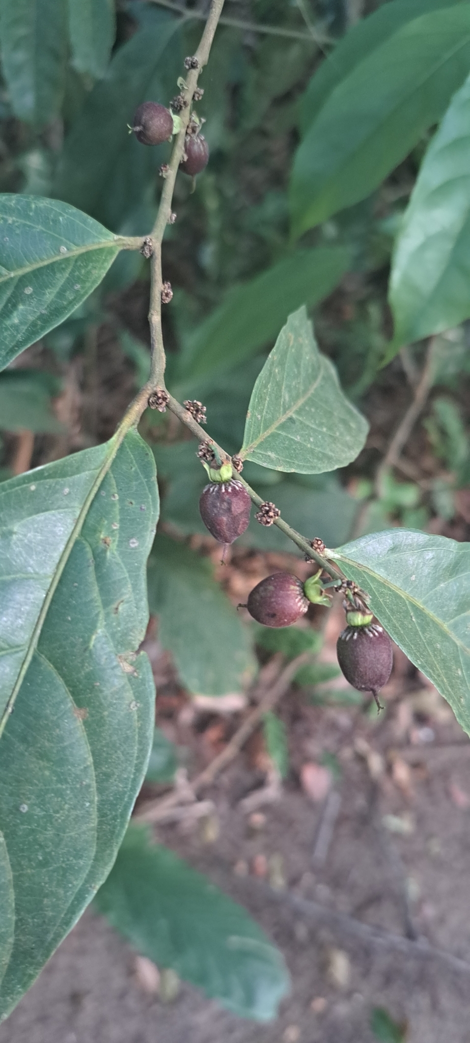 Imagem de Pimenta-de-macaco