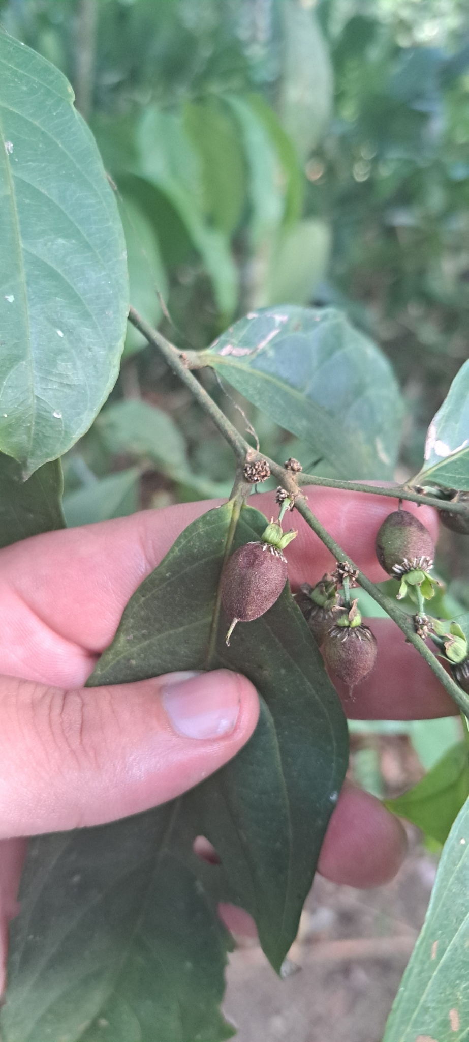 Imagem de Pimenta-de-macaco