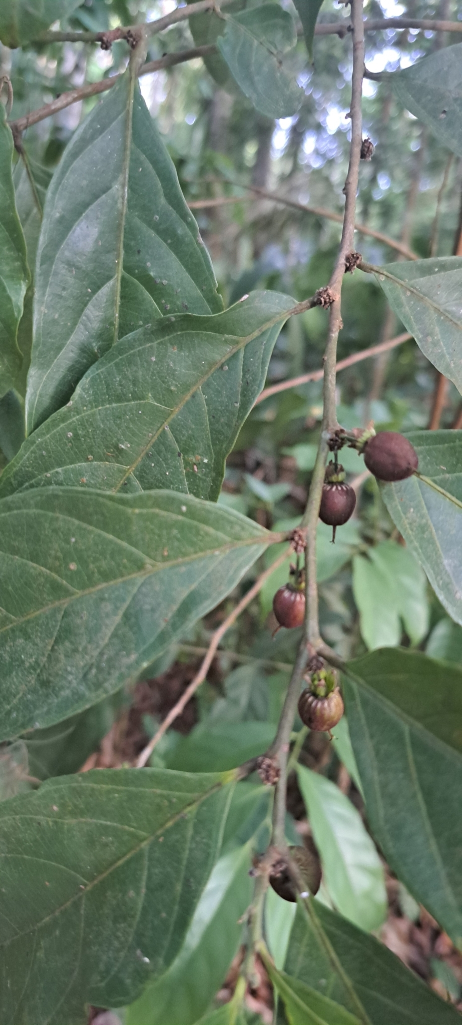Imagem de Pimenta-de-macaco