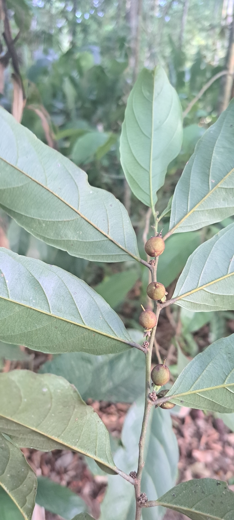 Imagem de Pimenta-de-macaco
