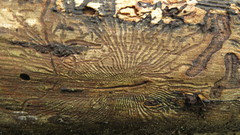 Scolytus