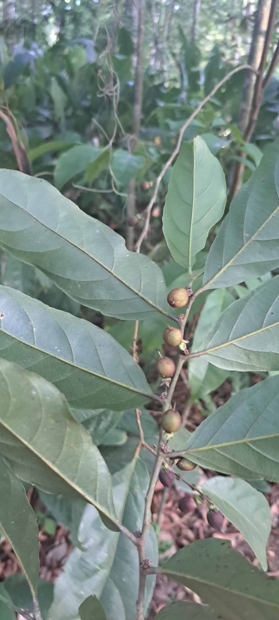 Imagem de Pimenta-de-macaco