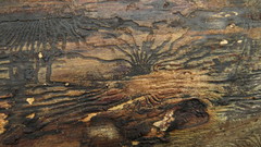Scolytus