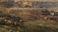 Scolytus