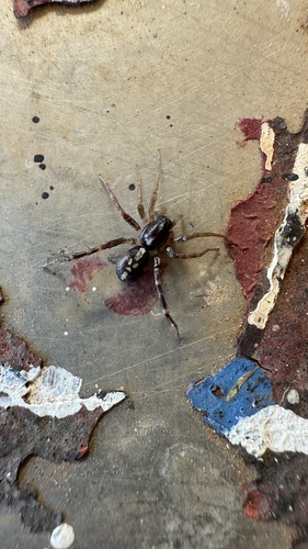 Spotted Ground Swift Spider