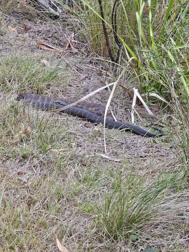 Tiger Snake sighting