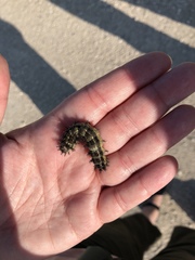 Hemileuca nevadensis