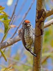 Picumnus albosquamatus