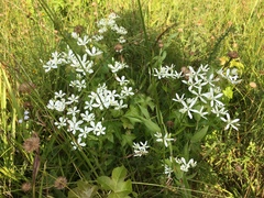 Sabatia quadrangula