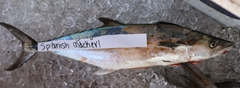 Scomberomorus maculatus