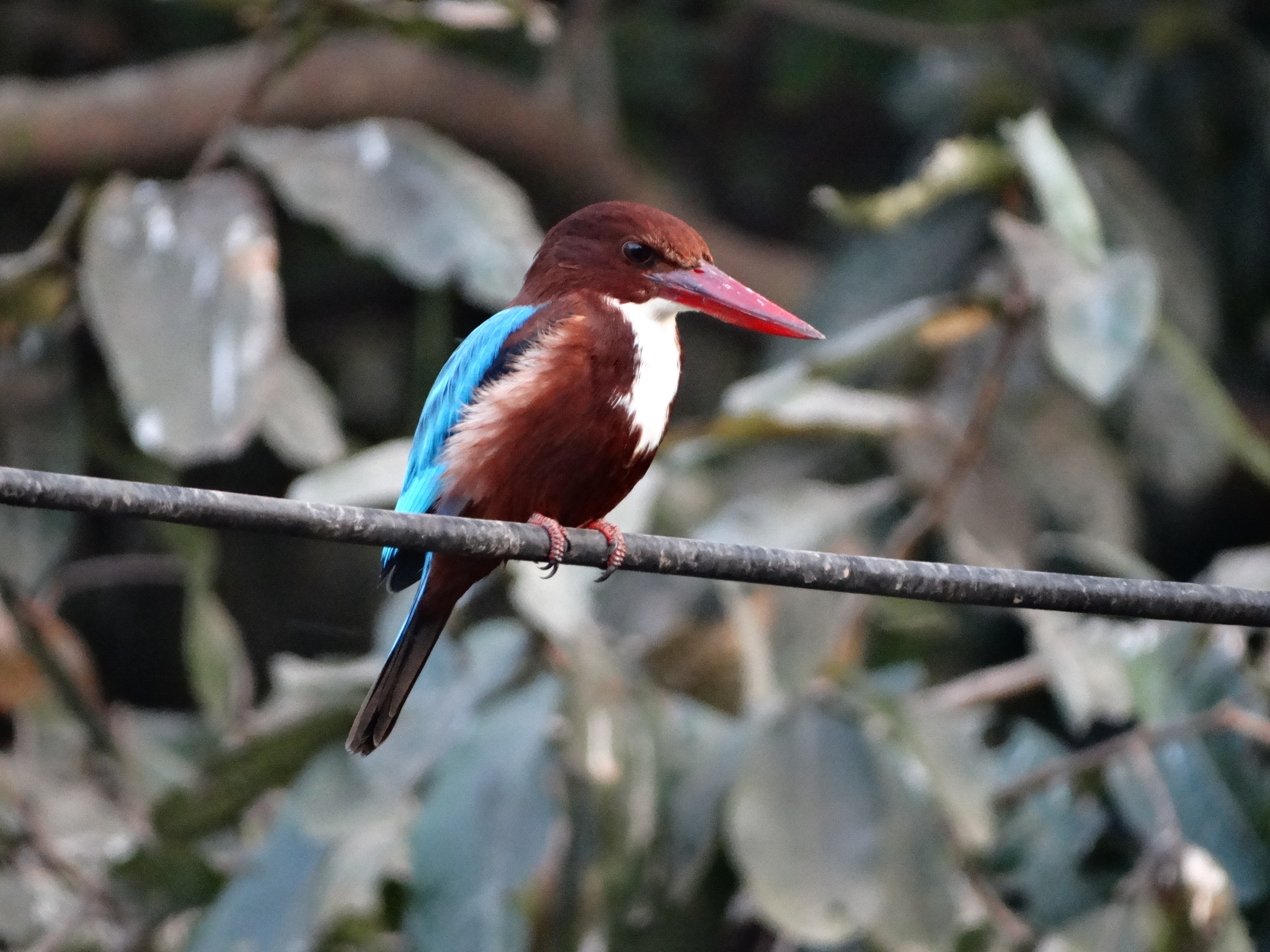White-throated Kingfisher