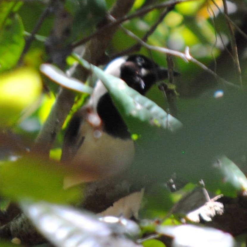 Cayenne Jay (Cyanocorax cayanus), photo 7