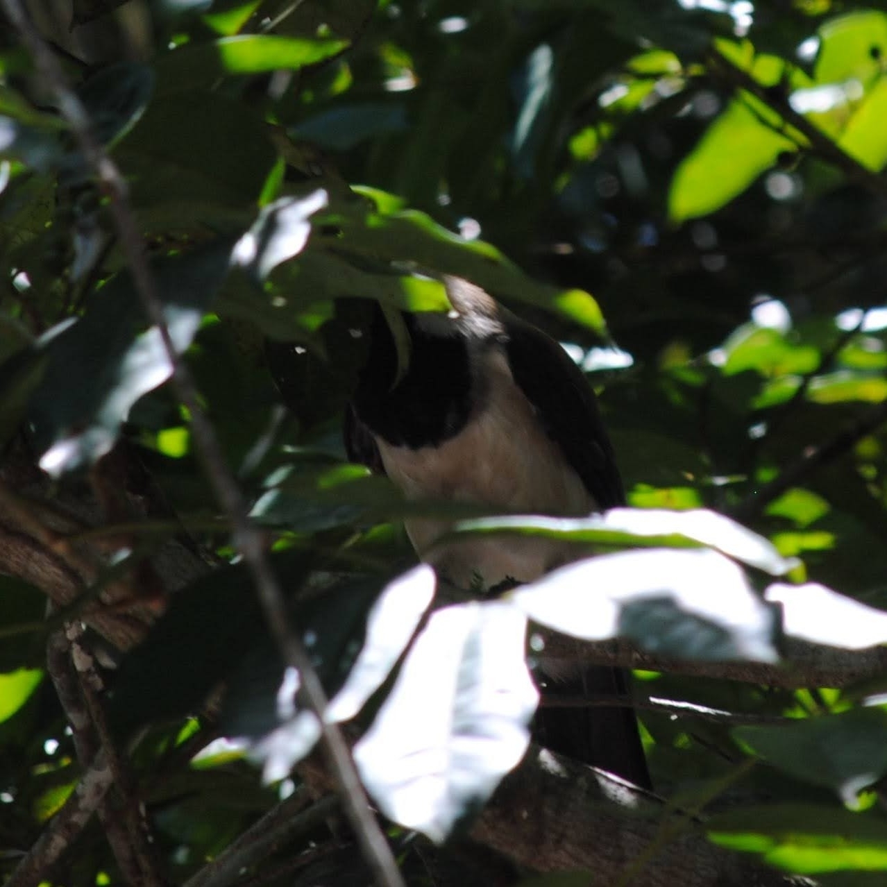 Cayenne Jay (Cyanocorax cayanus), photo 8