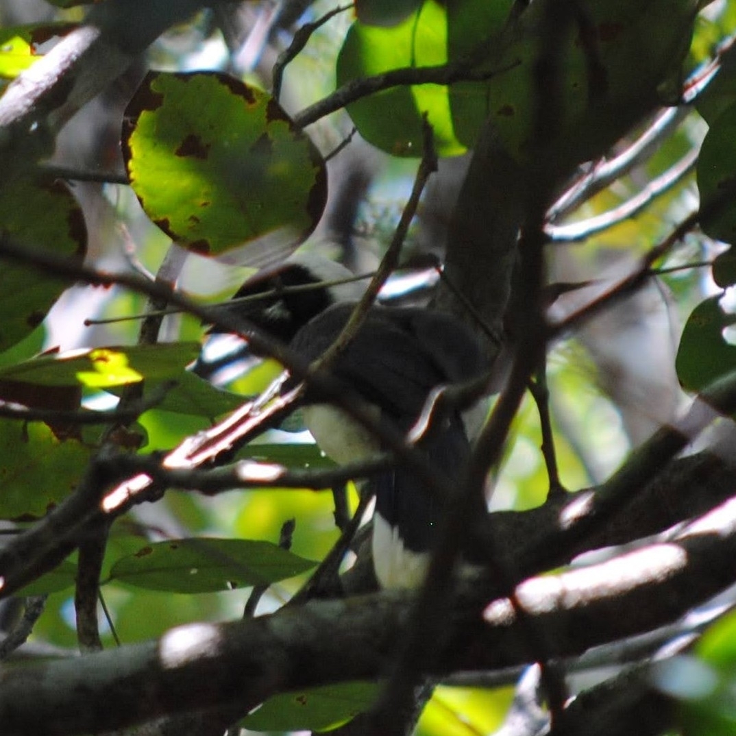 Cayenne Jay (Cyanocorax cayanus), photo 9