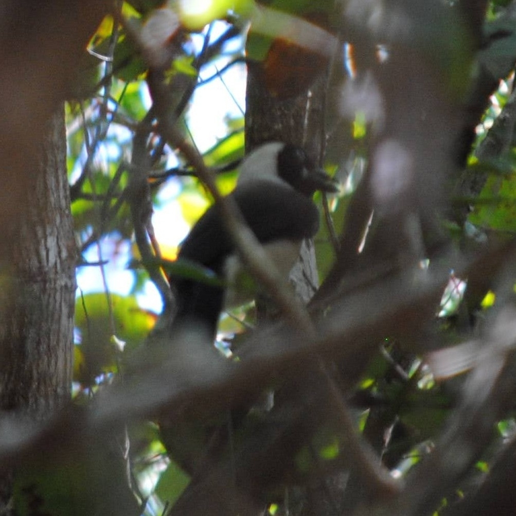 Cayenne Jay (Cyanocorax cayanus), photo 10