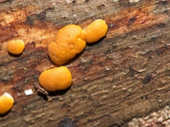 Trichoderma victoriense