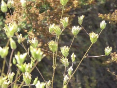 Cordylanthus rigidus rigidus