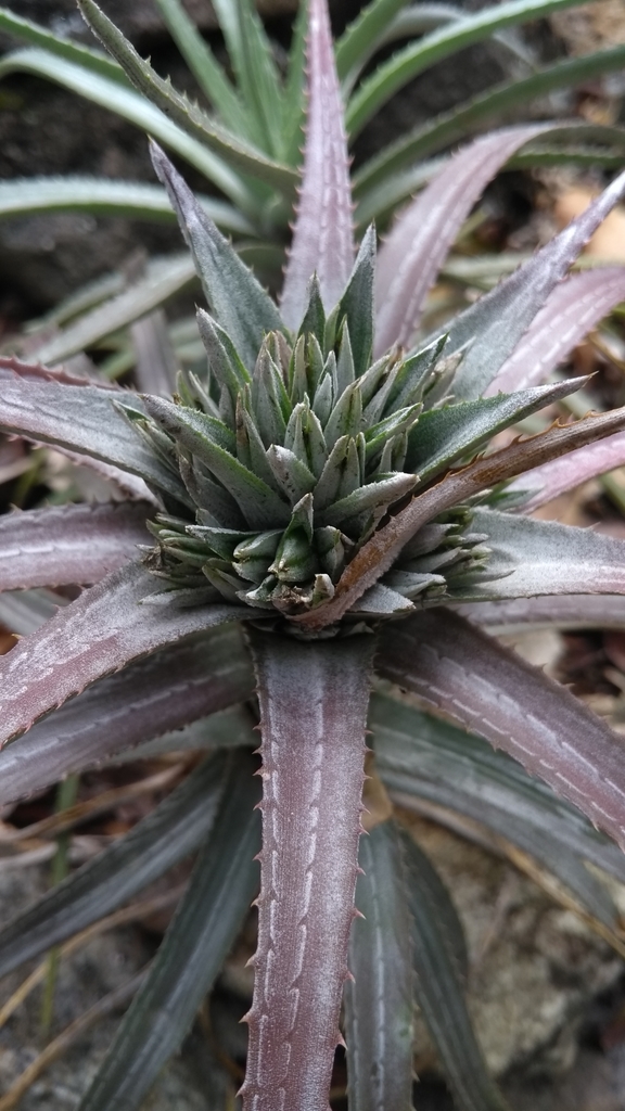 Orthophytum zanonii