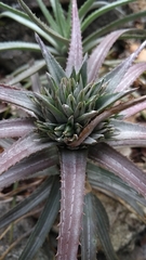 Orthophytum zanonii