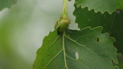 Pemphigus populicaulis