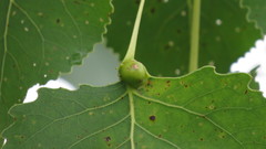 Pemphigus populicaulis