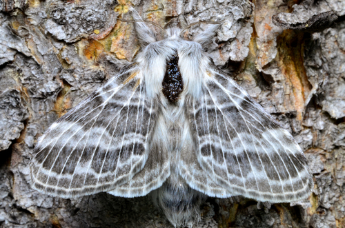 iNaturalist observation photo of Tolype distincta