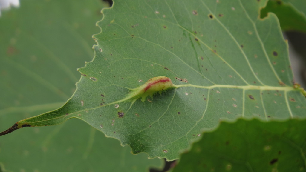 Pachypappa pseudobyrsa