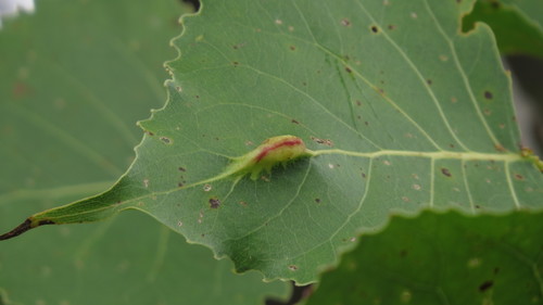 Pachypappa pseudobyrsa
