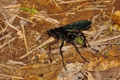 Batozonellus fuliginosus