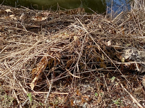 iNaturalist observation photo of Woodrats